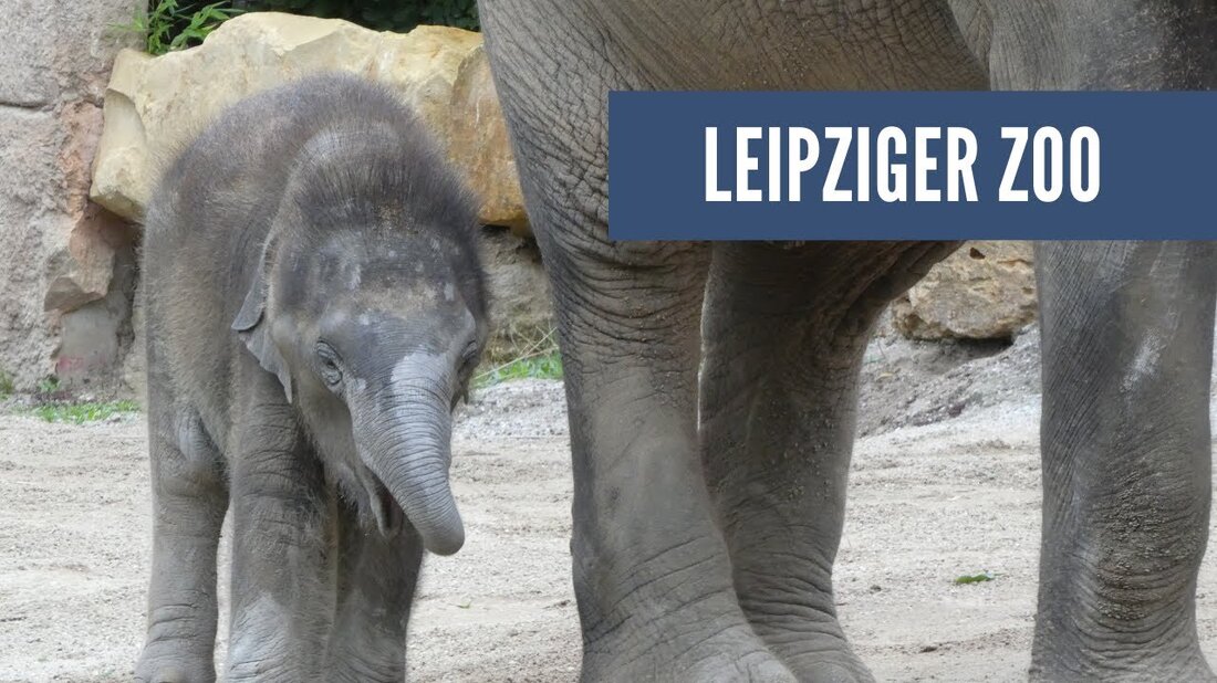 Moin Moin, heute besuchen wir den Leipziger Zoo. Habe Spaß. . Youtube-Link