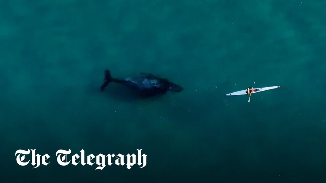Drohnenaufnahmen hielten den Moment fest, als ein neugieriger Buckelwal einem Kajakfahrer folgte und neben ihm in den Gewässern am Bondi Beach in Sydney, Australien, schwamm. Der Wal wurde in flachen Gewässern in der Nähe des Strandes in Aufnahmen des Drohnenpiloten Jason Iggledon gesehen, der das Video auf seinem Instagram-Konto veröffentlichte. Es wird erwartet, dass rund 50.000 Wale während der jährlichen Wanderung von der Antarktis zum Great Barrier Reef die Ostküste Australiens passieren. Quelle: The Telegraph