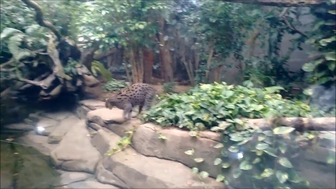 Parte del recorrido a lo largo del zoológico de Leipzig: https://www.zoo-leipzig.de/startseite/. Youtube-Link
