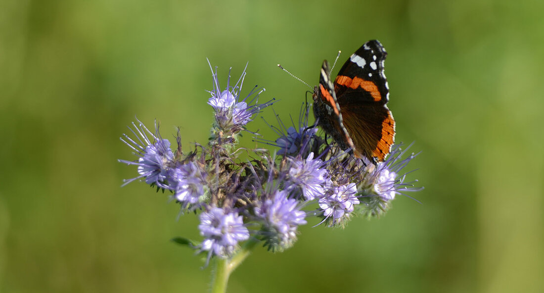 Die Förderung von Naturschutzprojekten ab 2022 kann nun bei der Stiftung Naturschutzfonds Baden-Württemberg beantragt werden. Jedes Jahr fördert die Stiftung eine Vielzahl von Naturschutzprojekten und unterstützt die wichtige Arbeit vieler engagierter Naturschützer. Ab heute können Mittel für Naturschutzprojekte ab 2022 von der Stiftung Naturschutzfonds Baden-Württemberg angefordert werden. Insbesondere Verbände, Vereine, Universitäten und Kommunen können in diesem Jahr erneut einen Zuschuss für ihr geplantes Projekt beantragen. Die Finanzierung steht unter dem Motto „Wir fördern Vielfalt“ und richtet sich insbesondere an Projekte, die zur Umsetzung der staatlichen Naturschutzstrategie und zur Stärkung der biologischen Vielfalt beitragen. Die Stiftung Naturschutzfonds stellt dafür rund 2,7 …