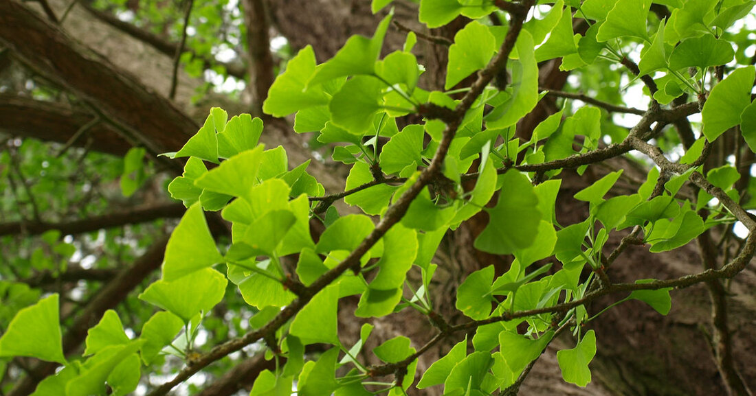30 Jahre Trägerschaft: Ginko-Baum für Tierschutzverein Leipzig Ein Ginko-Baum wird künftig den Katzen im Tierheim Breitenfeld Schatten spenden. Gepflanzt hat ihn Leipzigs Umweltbürgermeister Heiko Rosenthal, um die 30-jährige Trägerschaft des stadteigenen Tierheims durch den Ersten Freien Tierschutzverein Leipzig und Umgebung e.V. zu würdigen. Der Ginko bilboa steht seit heute im Katzenpark des Tierheims. Neben Hunden und den schwer vermittelbaren Vögeln und Reptilien machen Katzen den Großteil der aufgenommenen Tiere aus. Unterbringung, Versorgung und Vermittlung seit 1992 „Die im Tierheim beschäftigten und die ehrenamtlichen Tierschützer sorgen dafür, dass die Tiere auf hohem Niveau untergebracht und versorgt sind“, erläutert Heiko Rosenthal. „Seit &hellip;
