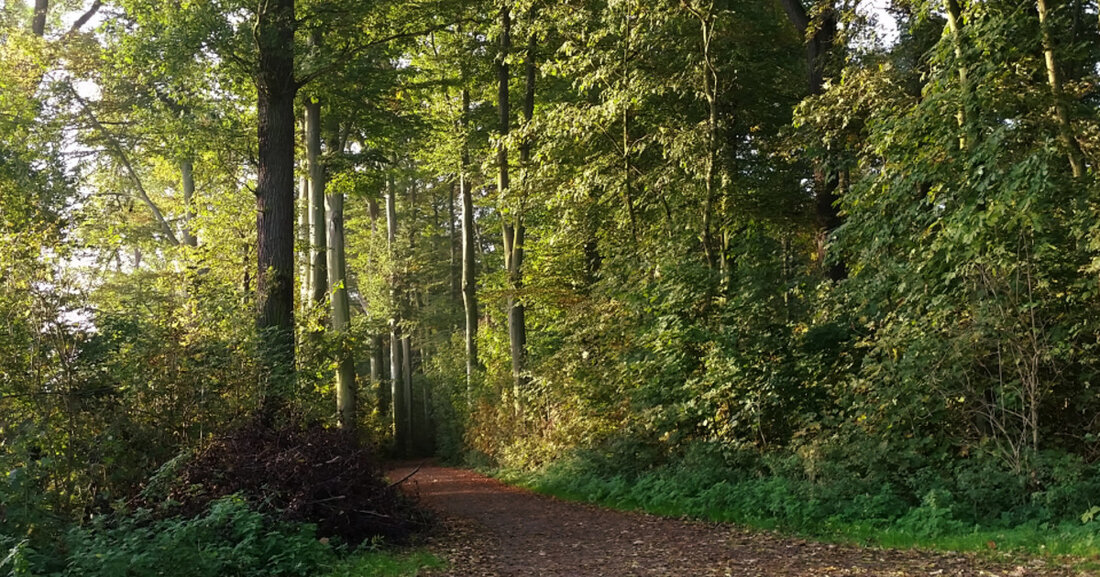 Die Stadt Leipzig steht vor einem besonderen Ereignis, denn der 30. Leipziger Auwaldtag findet am 16. April 2024 statt. Dieses Jubiläum wird im Leipziger Wildpark gefeiert, wo der Leipziger Umweltbürgermeister Heiko Rosenthal die diesjährige Auwaldart bekannt geben wird. Anschließend gibt es eine Exkursion durch den Wildpark, bei der die Teilnehmer die Gelegenheit haben, die Vielfalt des Auwaldes zu entdecken. Die Veranstaltung richtet sich an alle Naturinteressierten und ist insbesondere auch für Kinder geeignet. Der Eintritt ist frei. Der Leipziger Auwaldtag findet bereits seit 1995 statt und hat zum Ziel, auf die Einzigartigkeit und Schutzwürdigkeit des Auensystems aufmerksam zu machen. Der …