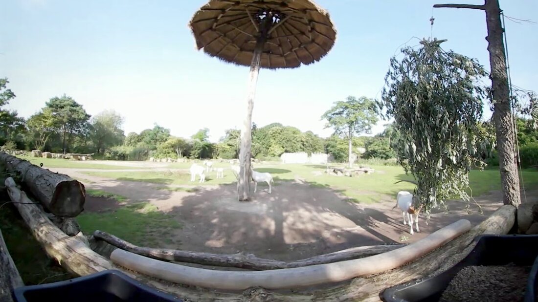 Genau in der Mitte, anstatt nur da zu sein: Unter den Savannenbewohnern mitten in der Savanne stehen. Zebras, Antilopen und Giraffen kommen auf den Besucher zu … Im neuen 360-Grad-Video von Elefant, Tiger & Co erleben Sie die Bewohner der Kiwara-Savanne aus neuen Perspektiven. #ZooLeipzig #DerNaturAufDerSpur Zoo Leipzig GmbH Pfaffendorfer Str. 29 04105 Leipzig Telefon: 0341 5933-500 Fax: 0341 5933-303 E-Mail: office@zoo-leipzig.de Internet: www.zoo-leipzig.de. Youtube-Link