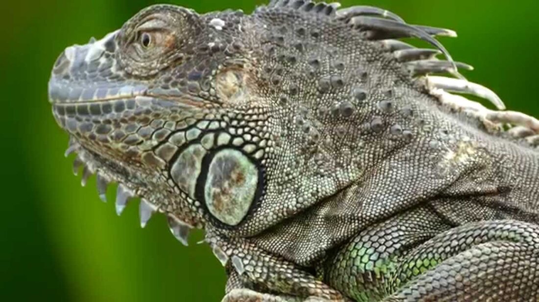 4K-Aufnahmen im Leipziger Zoo mit Gondwanaland-Musik http://www.hartwigmedia.com. Youtube-Link