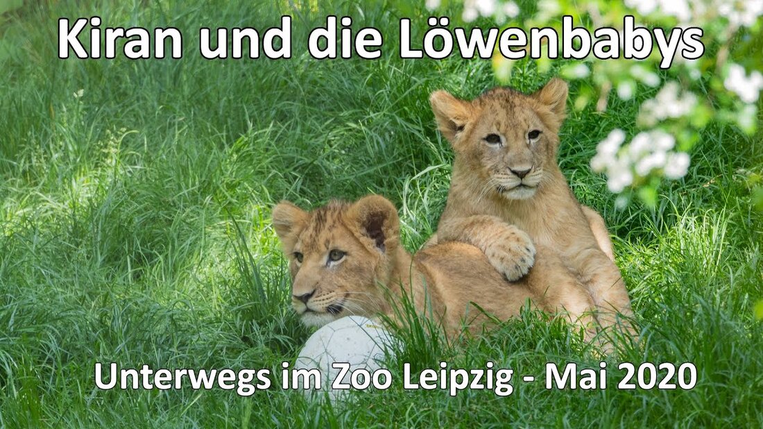 In diesem unkommentierten Video bringe ich Sie zum Leizig Zoo. Ich zeige Ihnen nur ein paar Eindrücke. Ich habe alles mit der A6600 und der SEL70-300G ohne Stativ und mit einem Gobe ND-Filter gefilmt. Ich würde mich freuen, wenn Sie hier einen Daumen hoch und / oder ein Abonnement hinterlassen. Wenn Sie beim Kauf von Luminar 10 € sparen möchten, können Sie dies über den folgenden Link tun: https://macphun.evyy.net/c/1209095/320582/3255 Geben Sie PHOTOGRAPHY unter dem Rabattcode ——- ein — ———- Die Testversion und einen Kauflink für die Aquasoft-Diashow finden Sie unter: https://www.digistore24.com/redir/250624/Photographie-ABI/aquasoft – ——— ———- Meine Ausrüstung ♦ Meine Hauptkamera (Sony …