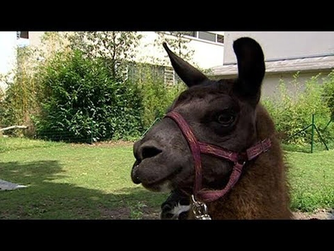 Lama Horst war der Liebling der Besucher des Leipziger Zoos, seine Popularität kannte keine Grenzen, sein Name war weit über Sachsen hinaus bekannt. Jetzt musste Deutschlands berühmtester Lama eingeschläfert werden. Ein Rückblick auf die schönsten Momente mit Horst. . Youtube-Link