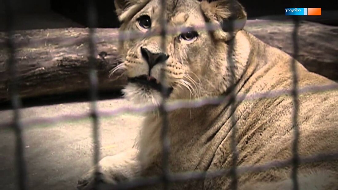 http://www.mdr.de/elefanttigerundco Der Zoo trauert um seine Löwin Luena. 2003 kam sie aus Lissabon nach Leipzig und wurde von Matadi als zweite Frau aufgenommen. 2004 brachte Luena ihr erstes Baby zur Welt. https://de-de.facebook.com/elefanttigerundco. Youtube-Link