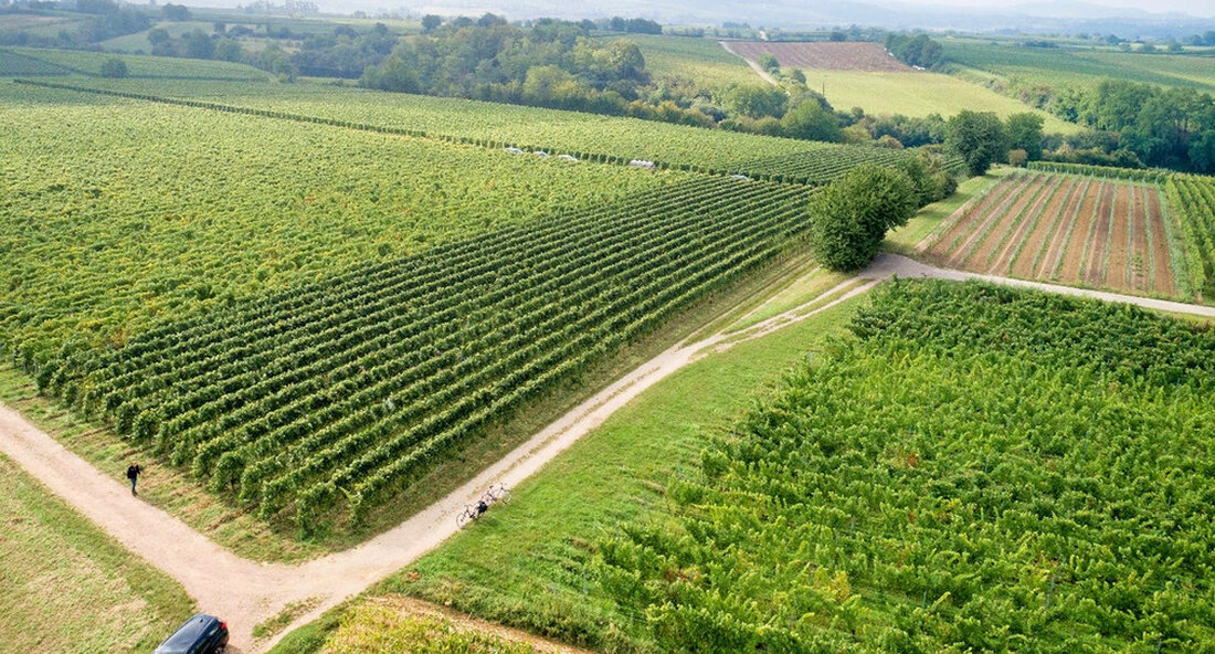 Im siebten Förderaufruf der European Innovation Partnership (EIP) Fördermaßnahme „Landwirtschaftliche Produktivität und Nachhaltigkeit“ werden innovative Projekte in Landwirtschaft, Gartenbau, Weinbau und Obstbau gesucht. Im Fokus stehen die Themen Regionale Produkte in der Außer-Haus-Verpflegung, Erfolg durch Kooperation, Klimaschutz und Klimaanpassung. „Die Themenfelder der bisher von uns unterstützten EIP-Projekte sind sehr breit gefächert. Das macht sie Fördermaßnahme Europäische Investitionspartnerschaft aus. In diesem Förderaufruf konzentrieren wir uns auf zentrale Themen, die Handlungsbedarf haben. Wir suchen Projektvorschläge, die innovative Lösungen zur besseren Planung, Steuerung und Bündelung eines bedarfsgerechten Angebots regionaler Agrarprodukte in der Außer-Haus-Verpflegung in den Mittelpunkt stellen“, so die Ministerin für Ernährung, Ländlichen …
