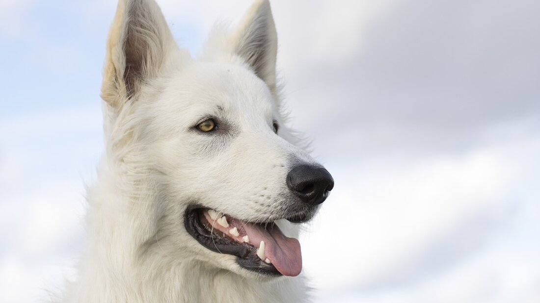 Die Mäusegerste breitet sich in Baden-Württemberg aus und stellt ein Risiko für Hunde und Katzen dar; Tierhalter sollten aufmerksam sein.