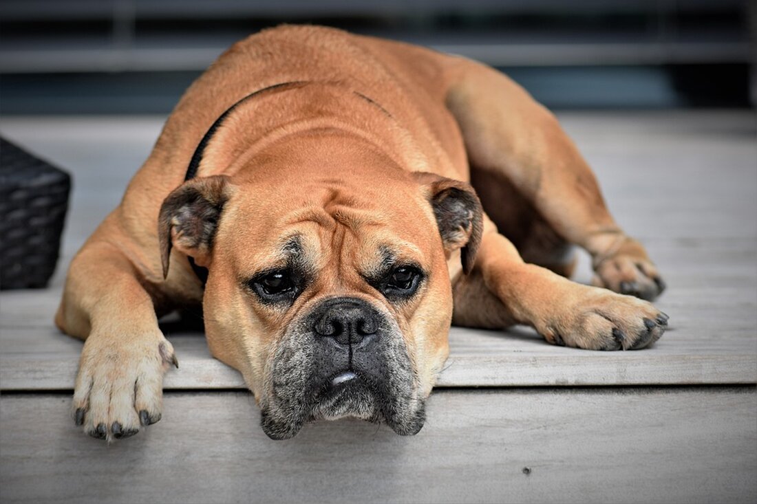 Mäusegerste breitet sich in Baden-Württemberg aus. Hunde- und Katzenhalter sollten ihre Tiere nach draußen gründlich absuchen.