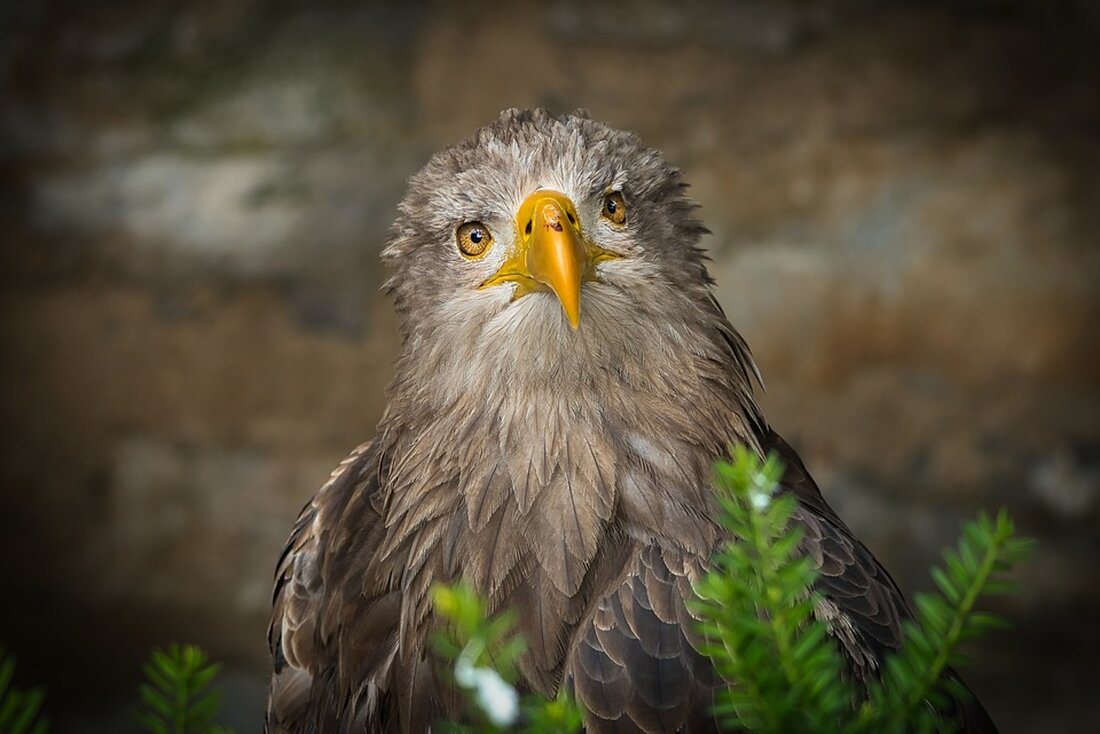 Die Adler Mannheim verlieren nach hartem Kampf 3:4 in Berlin. Stimmen zum Spiel und Analyse der entscheidenden Momente.