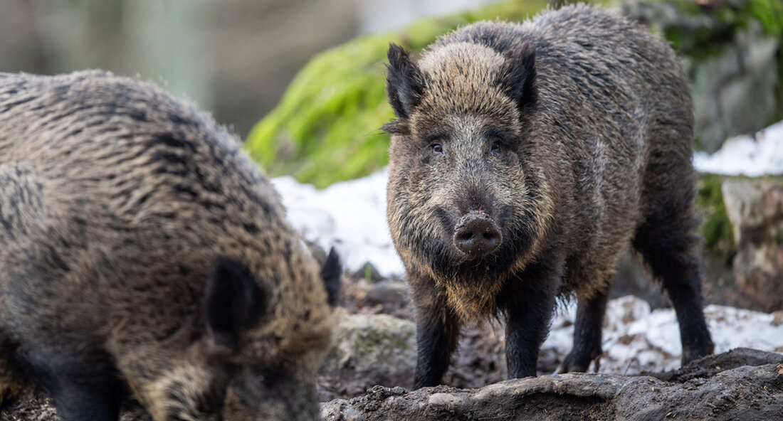 Ab dem 1. November 2020 wird die Pauschale für die Wildschweinüberwachung erhöht. Die Überwachung von Wildschweinen spielt insbesondere im Zusammenhang mit afrikanischer Schweinepest eine wichtige Rolle. „Überwachungsmaßnahmen für das Wildschweinspiel im Zusammenhang mit dem Afrikanische Schweinepest (ADP) eine wichtige Rolle. Die aussagekräftigste Information für die Früherkennung eines Seuchenausbruchs ist die gezielte und gezielte Untersuchung sogenannter Risikotiere. Dies sind tot aufgefundene Wildschweine, einschließlich Wildunfälle, sowie Tiere mit systemischen Symptomen wie Gleichgültigkeit, diffusen inneren Blutungen oder sogenannten gesundheitskritischen Merkmalen. Wir unterstützen die Jäger bei ihrer wichtigen Arbeit mit einer erhöhten Pauschale “, sagte der Minister für ländliche Gebiete und Verbraucherschutz. Peter Hauk. …