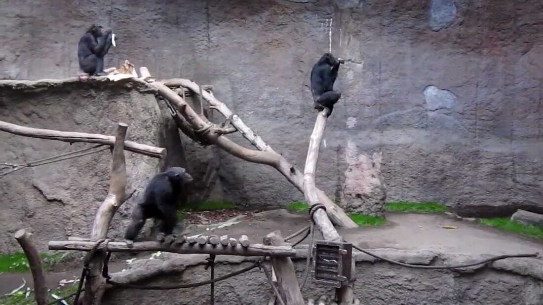 Affen (die am Ende ein bisschen verrückt werden) werden im November 2011 im Leipziger Zoo gefüttert. Youtube-Link