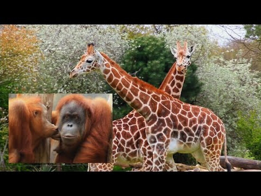 Beeindruckende Tiergemeinschaften in der afrikanischen Savanne! – Pongoland, das Naturgebiet für Primaten! Kamera: Canon 70D Objektiv: Canon 18-135mm STM. Youtube-Link