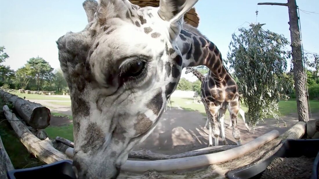 Einer der schönsten Orte im Leipziger Zoo: die Kiwara-Savanne. Zebras, Gazellen, Giraffen & Co. leben hier auf einer Fläche von 22.000 Quadratmetern im Freien. https://www.facebook.com/elefanttigerundco/. Youtube-Link