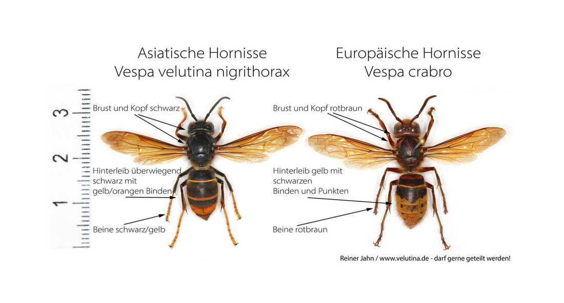 Die asiatische Hornisse breitet sich weiter in Baden-Württemberg aus Die Asiatische Hornisse, eine invasive Art aus Südostasien, hat sich im vergangenen Jahr in Baden-Württemberg weiter ausgebreitet. Von Nachweisen am Bodensee bis ins Tauberland erstreckt sich ihr Verbreitungsgebiet, wobei Nordbaden besonders betroffen ist. Im Jahr 2023 gingen etwa 2.000 bestätigte Nachweise der Asiatischen Hornisse bei der Landesanstalt für Umwelt (LUBW) ein, wobei 550 Nester gemeldet wurden. Ein Großteil dieser Nester wurde bereits von der Naturschutzverwaltung entfernt, jedoch wird von einer hohen Dunkelziffer nicht entdeckter Nester ausgegangen. Bereits Anfang Februar wurden die ersten Königinnen der Asiatischen Hornisse in Nordbaden gesichtet. Angesichts dieser …