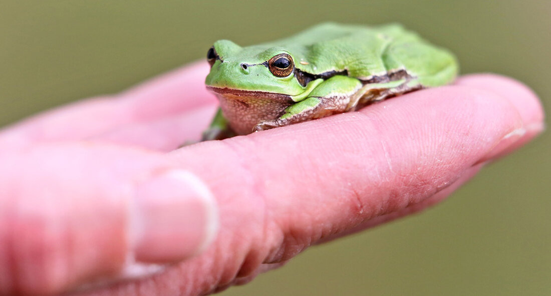 Das Umweltministerium startet ein gemeinsames „Feuerwehr-Programm“ mit den baden-württembergischen Naturschutzverbänden BUND, NABU und dem Amphibien-Reptilien-Biotopschutz Baden-Württemberg e. V. Mit diesem soll dem Bestandsrückgang der Amphibien im Land entgegengewirkt werden, indem Gewässer saniert und amphibiengerecht gestaltet werden. Die Zahlen sind alarmierend. „Unseren Amphibien im Land geht es dramatisch schlecht. Ihr Bestand ist in den vergangenen Jahrzehnten massiv geschrumpft und auch ursprünglich häufige Arten wie die Erdkröte oder der Grasfrosch werden immer seltener“, sagte Umweltministerin Thekla Walker am 20. Juli 2022 in Stuttgart. Bei 14 der 19 heimischen Amphibienarten zeige sich ein negativer Bestandstrend, fügte Thekla Walker hinzu: „Jetzt geht es nicht …