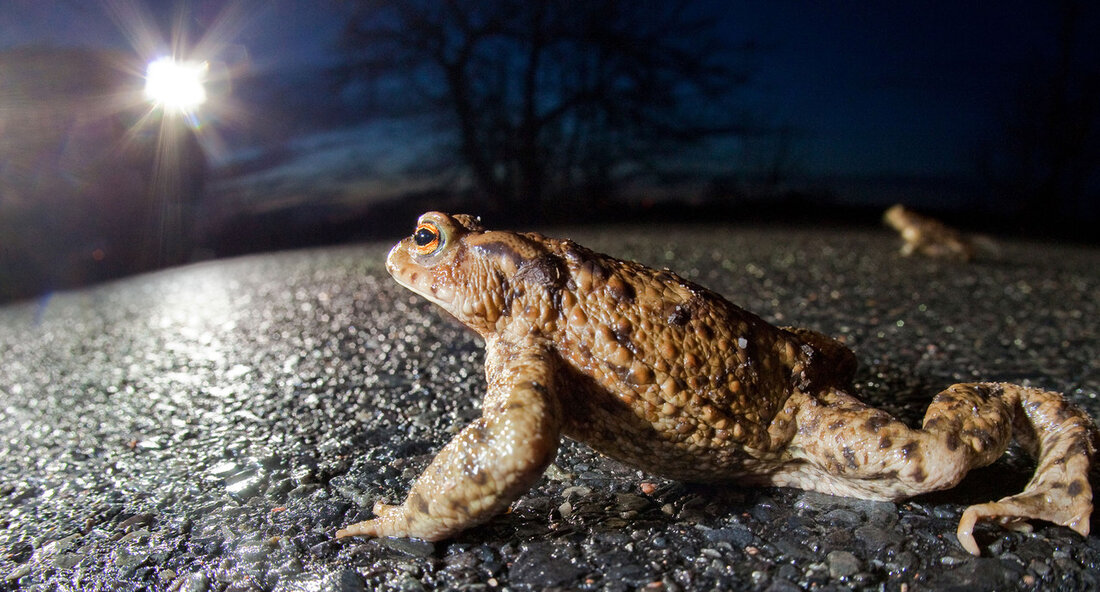 Während sich die Amphibien in Baden-Württemberg auf den Weg zu ihren Laichgewässern machen, ruft das Landesverkehrsministerium zu erhöhter Vorsicht an den Querungsstellen auf. Mit steigenden Temperaturen haben bereits die ersten Frösche, Kröten und Molche ihre Winterquartiere verlassen und begeben sich auf Wanderschaft. Doch der Weg dorthin birgt große Gefahren, da die Tiere oft vielbefahrene Straßen überqueren müssen. Daher appelliert das Ministerium an alle Verkehrsteilnehmer, in den entsprechenden Wandergebieten besonders aufmerksam zu sein und vorsichtig zu fahren. Um den Amphibien die gefahrlose Überquerung von Straßen zu ermöglichen, setzt die Straßenbauverwaltung auf den Bau dauerhafter Amphibienschutzanlagen. Diese bestehen aus Tunneln und Leitelementen, …