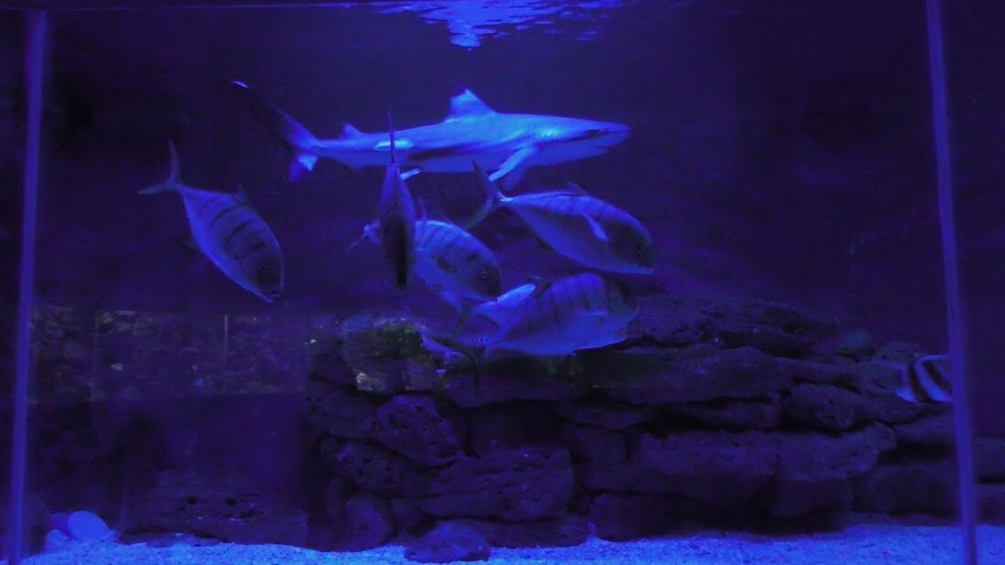Ein Besuch im Aquarium im Leipziger Zoo. . Youtube-Link