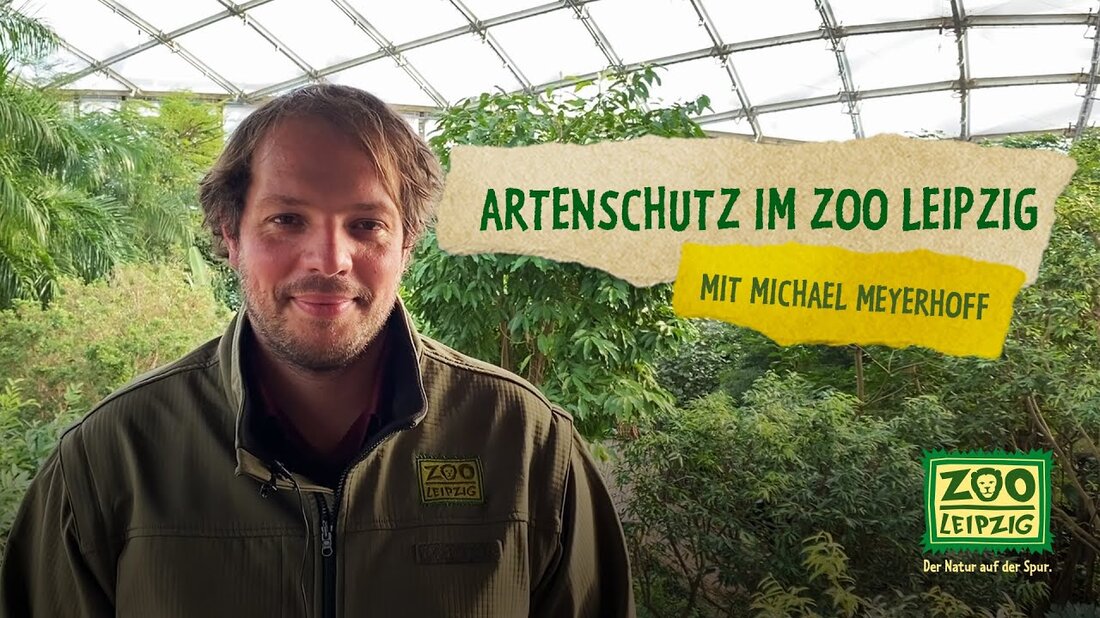 Der 3. März ist der Welttag des Naturschutzes. Der Leipziger Zoo ist weltweit an Naturschutzprojekten zur Erhaltung von Lebensräumen und gefährdeten Tierarten beteiligt. Begleiten Sie unseren Artenschutzbeauftragten Michael Meyerhoff auf seiner Tour durch den Zoo und erfahren Sie, wie beispielsweise der freiwillige Artenschutz Euro zum Schutz kritisch gefährdeter Tiere in Malaysia, Indonesien, den Philippinen, Vietnam, Nepal, Äthiopien, Madagaskar, DR Kongo , Côte d’Ivoire, Südafrika und Chile wird verwendet. #ZooLeipzig #DerNatur AufDerSpur #Weltartenschutztag #TagDesArtenschutzes #UNWorldWildlifeDay #WorldWildlifeDay #Leipzig #LeipzigTravel #Artenschutz #Conservation Zoo Leipzig GmbH Pfaffendorfer Str. 29 04105 Leipzig Telefon: 0341 5933-500 Fax: 0341 5933-500 Fax: 0341 5933-500 Fax: 0341 5933-500 Fax: …