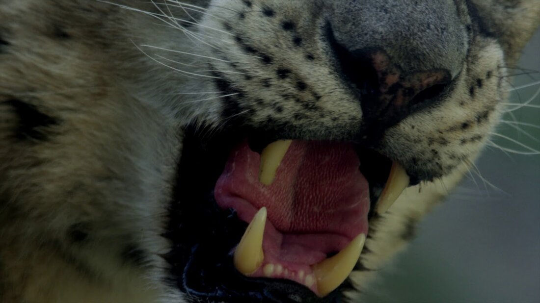 Auf den Spuren der Natur Die Expedition beginnt im Morgengrauen … begeben Sie sich auf die Spuren der Natur. Licht aus, Ton an – und genießen Sie die Safari durch die faszinierende Welt der Tiere. Zoo Leipzig GmbH Pfaffendorfer Str. 29 04105 Leipzig Telefon: 0341 5933-500 Fax: 0341 5933-303 E-Mail: office@zoo-leipzig.de Internet: www.zoo-leipzig.de. Youtube-Link
