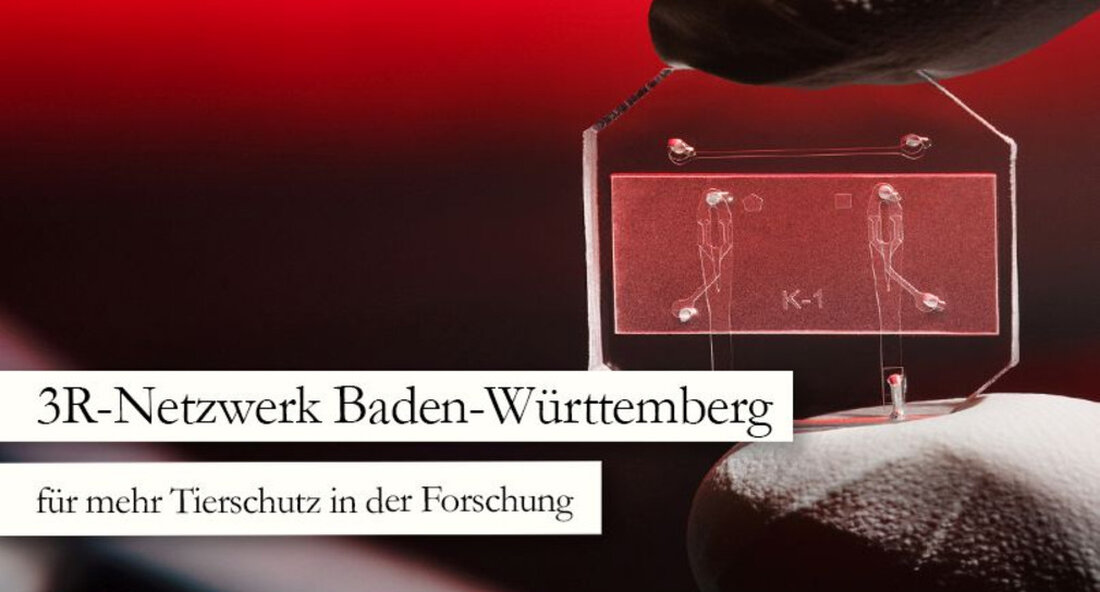 Mit dem Aufbau eines umfassenden 3R-Netzwerks, das alle wichtigen biomedizinischen Standorte des Landes umfasst, wählt Baden-Württemberg einen neuen Ansatz, um die wissenschaftliche Forschung und den Tierschutz gleichermaßen voranzutreiben. Eine virtuelle Auftaktveranstaltung gab den Netzwerkpartnern heute die Möglichkeit, ihre Projekte vorzustellen. Tierversuche tragen zu einem besseren Verständnis von Krankheiten in der Medizin bei und helfen bei der Entwicklung vieler neuer diagnostischer Verfahren und Therapien. Trotz der Entwicklung von Alternativen bleiben sie auf absehbare Zeit ein notwendiger Bestandteil der biomedizinischen Forschung. Die Wissenschaftler konzentrieren sich immer auf das 3R-Prinzip – dh Tierversuche zu verbessern, zu reduzieren und wenn möglich zu vermeiden (Vermeidung, …