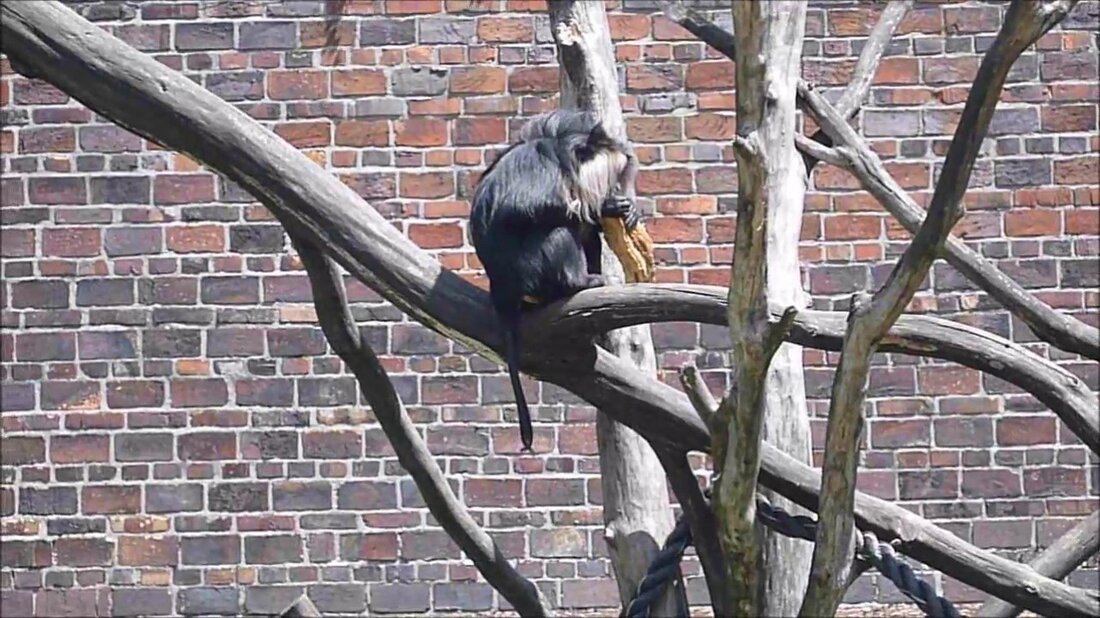 Hallo zusammen, wir waren bei den Schwiegereltern in Leipzig und dann sind wir zum Bahnhof und in den Zoo gefahren, lg deine steffi. Youtube-Link