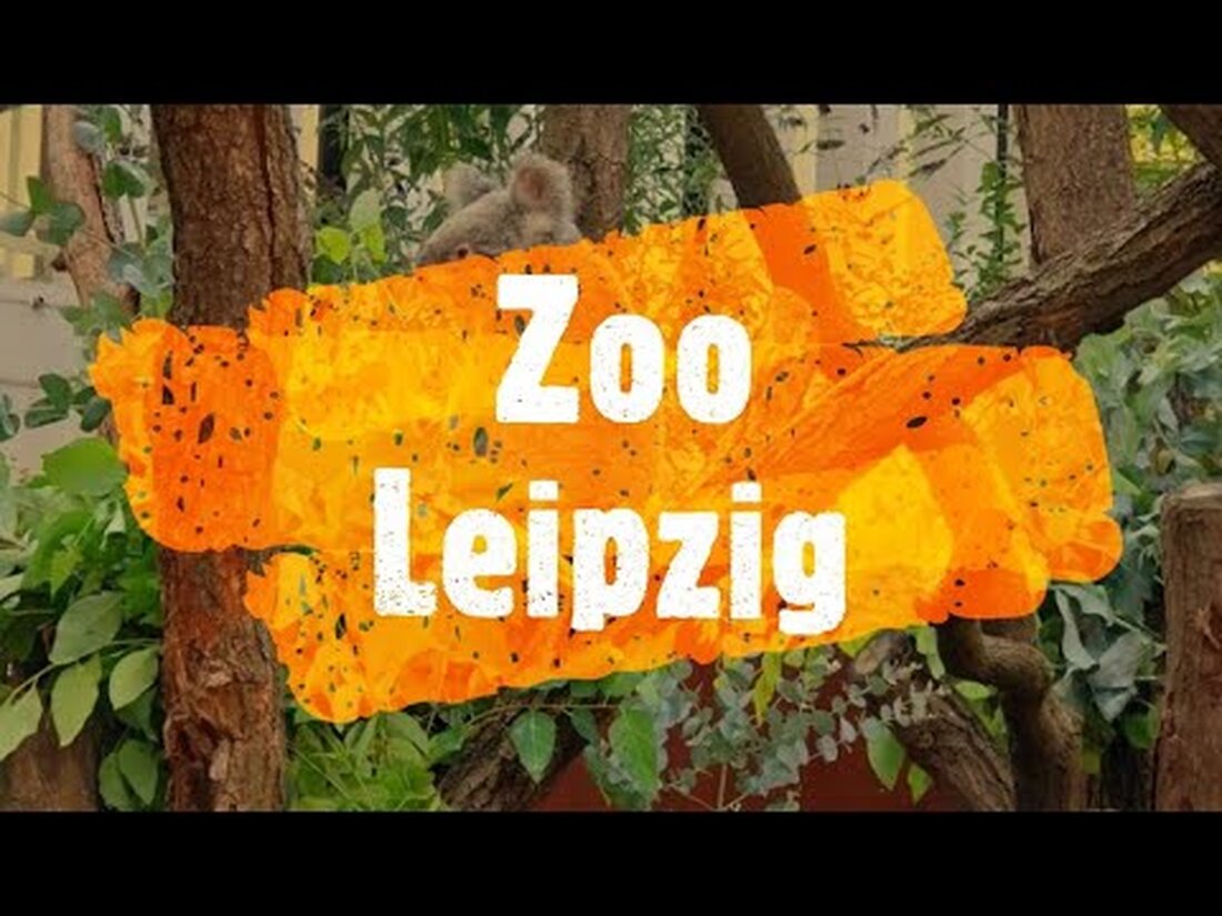 Leipziger Zoo Pfaffendorfer Str. 29, 04105 Leipzig Der Leipziger Zoo ist ein 26 Hektar großer parkähnlicher Tiergarten im Rosental, nordwestlich der Leipziger Innenstadt. Er ist einer der artenreichsten Zoos in Europa. Seit 2000 wird der Zoo unter dem Projektnamen „Zoo der Zukunft“ umfangreich um- und ausgebaut. Bis 2022 soll in einzelnen Themenbereichen eine Sanierung erfolgen. Laut Sheridan Zoo Ranking des Briten Anthony Sheridan ist der Leipziger Zoo seit mehreren Jahren Nummer zwei der besten Zoos in Europa und Nummer eins in Deutschland… Preise, Öffnungszeiten und Aktionen entnehmen Sie bitte der offiziellen Website. Deutsch: Zoo Leipzig Pfaffendorfer Str. 29, 04105 Leipzig …