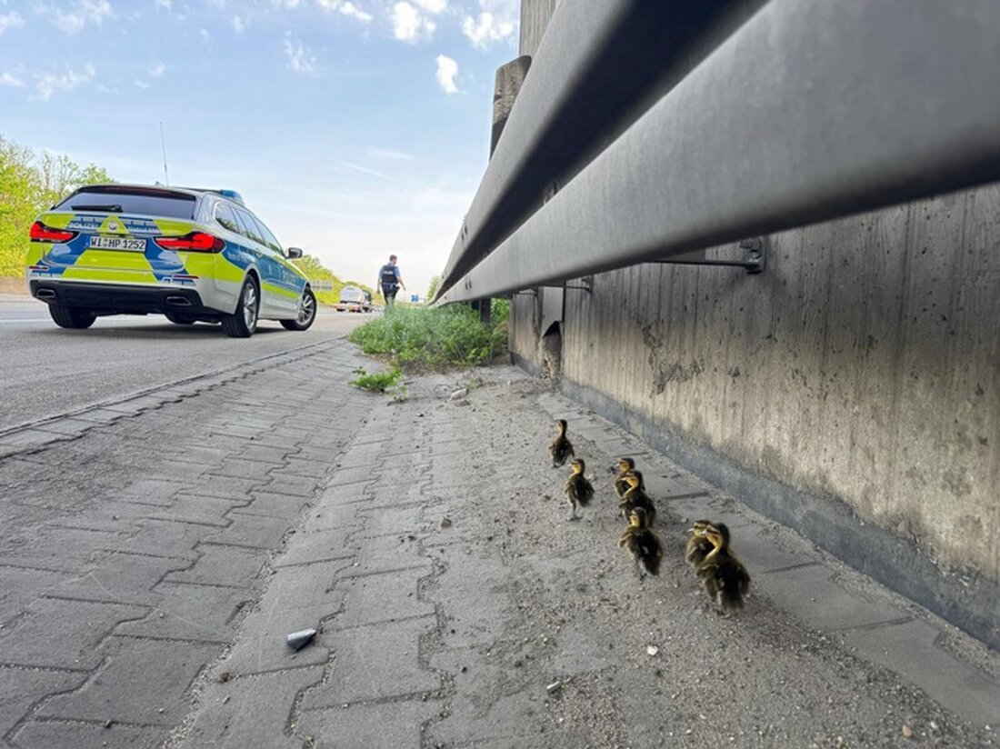 Autobahnpolizisten in Mörfelden-Walldorf retteten sieben verwaiste Entenküken von der A 5 und übergaben sie an ein Tierheim.