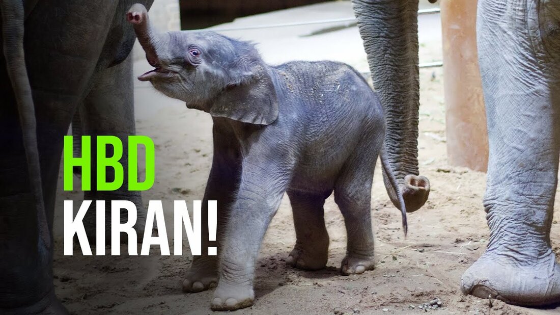 Heute vor einem Jahr wurde @Zoo Leipzigs kleiner Elefantenbulle geboren. Mutter Ranis Sohn erhielt den Namen Kiran. Insbesondere seine Gewichtsentwicklung sorgte lange Zeit für große Besorgnis. Jetzt wiegt Kiran 333 kg und ist ein wesentlicher Bestandteil der Herde. Leipzig hat Szenen aus seinem ersten Jahr zusammengestellt – und Kiran genießt seine Geburtstagsbox zusammen mit seinen Geburtstagsgästen. Alles Gute zum Geburtstag! Möchten Sie Kiran ein Geburtstagsgeschenk schicken? Sie können symbolische Leckereien unter http://www.zoo-leipzig.de/spendenaktion spenden Youtube-Link