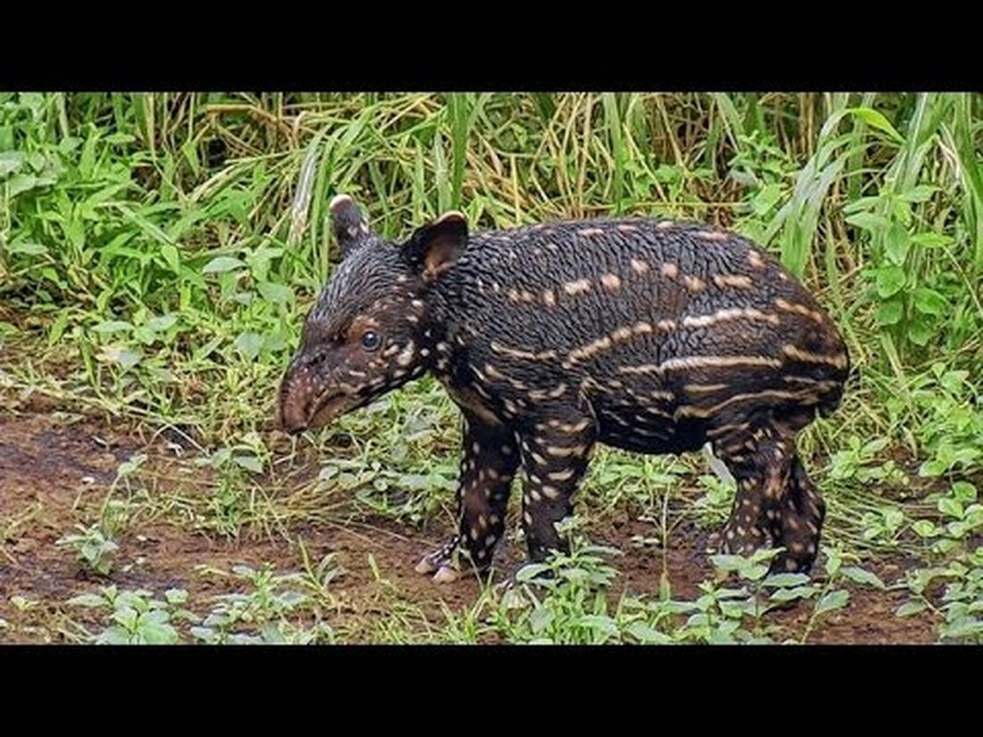Leipzig, 19.09.2014: Das kleine Tapir-Baby ist erst zehn Tage alt und ein echter Besucherliebling. Er verbringt seine Tage sehr wachsam mit Essen, Erkunden und Baden. . Youtube-Link