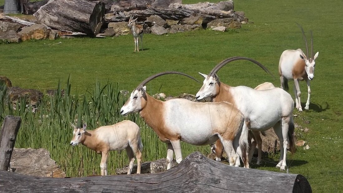 #babyantilope #antilopen #zooleipzig #wildlife Babyantilopen leben mit ihren Artgenossen in einer Herde von 3 bis 20 Tieren. Diese Antilopenart ist eine Säbelantilope, die in der Natur ausgestorben ist und auf der roten Liste der bedrohten Tierarten steht. Der Leipziger Zoo beteiligt sich an der Erhaltung und dem Schutz dieser seltenen Art und ihrer Zucht, die durch ständige Nachkommen angereichert wird. Die Säbelantilopen leben im Leipziger Zoo zusammen mit Rothschild-Giraffen, Zebras, Gazellen und verschiedenen Vogelarten in der Kiwara-Savanne in Afrika. Babyantilopen leben mit ihren Begleitern in einer Herde von 3 bis 20 Tieren. Diese Art von Antilope ist eine Säbelantilope, die …