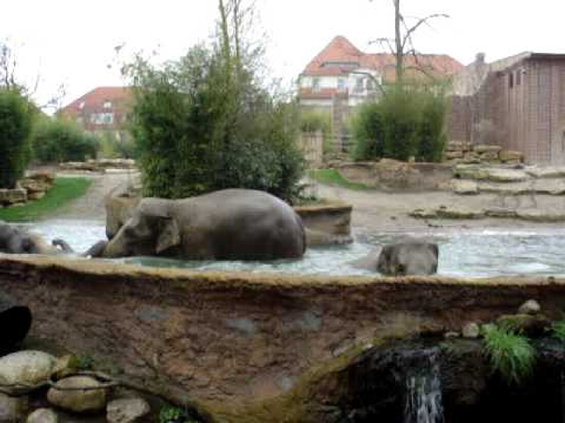 – englische Infos unten – April 2008. Sie hatten auch einer Kuh, dem Kalb aus dem letzten Jahr und dem Stier erlaubt, zu den Kühen zu gehen. Selbstportrait. ————— Da ist eine der Kühe, der Bulle und das Kalb des letzten Jahres, die Spaß haben. . Youtube-Link