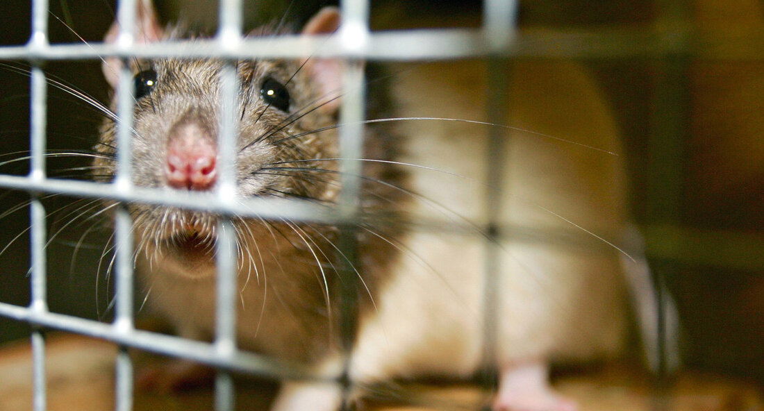 Das Land Baden-Württemberg setzt sich weiterhin konsequent für den Tierschutz ein und fördert zwei Projekte zur Erforschung von Ersatz- und Ergänzungsmethoden zum Tierversuch. Diese Entscheidung wurde durch eine Bewertungskommission getroffen, die Vertreterinnen und Vertreter aus den Bereichen Tierschutz und Wissenschaft beinhaltete. Der Minister für Ernährung, Ländlichen Raum und Verbraucherschutz, Peter Hauk, betonte, dass es das erklärte Ziel des Landes sei, die Zahl und Belastung von Versuchstieren weiter zu reduzieren. Durch die Förderung geeigneter Projekte zur Entwicklung von Ersatz- und Ergänzungsmethoden möchte man diesen Weg weiter vorantreiben. Baden-Württemberg gilt als wichtiger Standort der biomedizinischen Forschung, was auch bedeutet, dass in vielen …