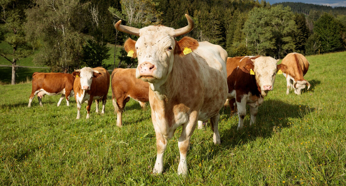 Baden-Württemberg setzt Tierhaltungskennzeichnungsgesetz schlank und unbürokratisch um Am 19. Juli 2024 verkündete der Minister für Ernährung, Ländlichen Raum und Verbraucherschutz, Peter Hauk, in Stuttgart, dass Baden-Württemberg die Vorgaben des Tierhaltungskennzeichnungsgesetzes auf eine schlankere und unbürokratischere Weise umsetzen werde. Diese Maßnahme soll sicherstellen, dass Landwirte so gering wie möglich belastet werden. Hauk kritisierte dabei die Bundesregierung, die trotz der Bemühungen der Länder, das Tierhaltungskennzeichnungsgesetz zu überarbeiten, an dessen unbefriedigender Ausgestaltung festgehalten habe. Insbesondere die enthaltenen Übergangsregelungen hätten dazu geführt, dass den Ländern zu wenig Zeit für eine gute und einheitliche Lösung gegeben wurde. Dies führte zu Verzögerungen im Umsetzungsprozess, die den …