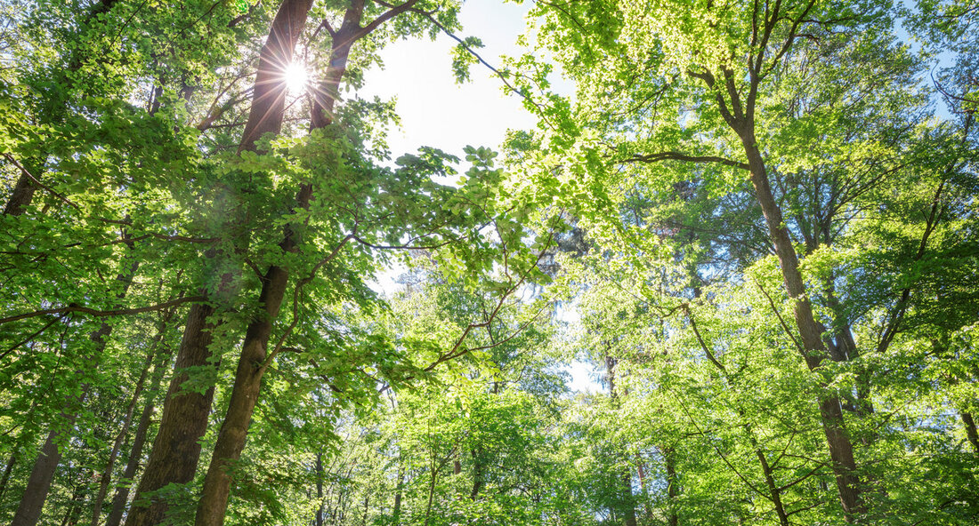 Titel: Neues Konzept für integriertes Waldbrandmanagement in Baden-Württemberg gestartet Baden-Württemberg entwickelt mit der Plattform „Integriertes Waldbrandmanagement“ innovative Ansätze zur Prävention und Vorbereitung auf Waldbrände. Wie Minister Peter Hauk am 15. August 2024 mitteilte, wird die Initiative als Reaktion auf die zunehmenden Herausforderungen durch den Klimawandel sowie Risiken durch Brandstiftung und Unachtsamkeit ins Leben gerufen. Es wird betont, dass die vergangenen Jahre mit geringen Einsatzahlen der Feuerwehr im Wald eher eine vorübergehende Entspannung darstellen. Die Plattform dient als zentrale Anlaufstelle für Akteure im Waldbrandschutz und bringt verschiedene Organisationen zusammen, um Strategien und Managementkonzepte zu entwickeln. Ein besonderes Augenmerk liegt auf der …