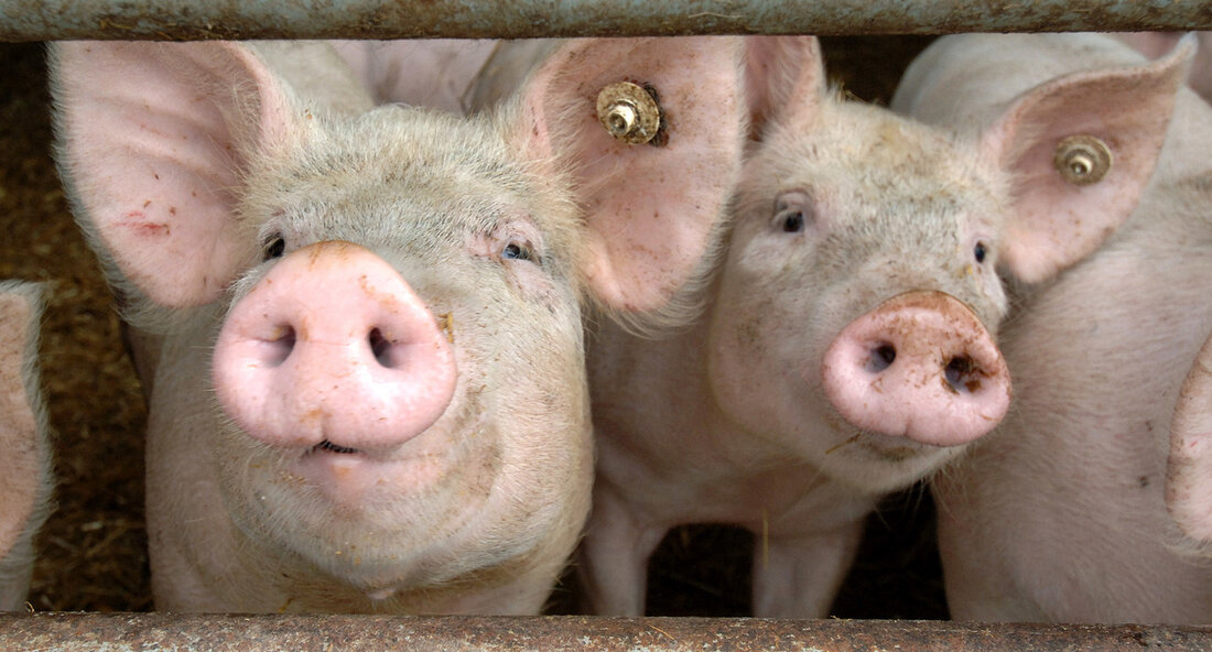 Die Afrikanische Schweinepest (ASP) breitet sich weiterhin in Deutschland aus und stellt eine ernste Gefahr für schweinehaltende Betriebe dar. Minister Peter Hauk hat angesichts der steigenden Fallzahlen von infizierten Wildschweinen in Hessen und Rheinland-Pfalz an alle Betriebe appelliert, die Maßnahmen zur Biosicherheit konsequent einzuhalten, um eine Einschleppung der ASP zu verhindern. Betroffen sind bereits mehrere Landkreise in den genannten Bundesländern, und die Gefahr eines Eintrags von ASP nach Baden-Württemberg wird als sehr hoch eingestuft. Um die Ausbreitung der Seuche zu verhindern, müssen schweinehaltende Betriebe strenge Hygienemaßnahmen einhalten, wie die Vermeidung von Speiseabfällen, regelmäßige Reinigung und Desinfektion der Ställe, begrenzter Zugang …