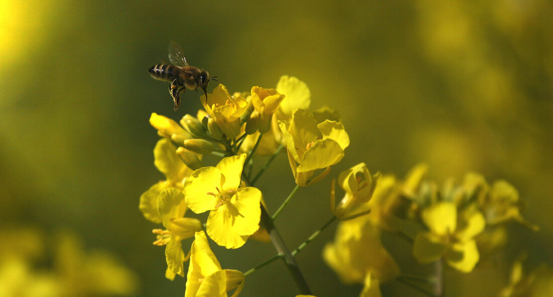 EU-Pflanzenschutzverordnung abgelehnt: Minister Hauk lobt Entscheidung und betont Bedeutung des Biodiversitätsstärkungsgesetzes Die geplante Pflanzenschutzverordnung der Europäischen Union wurde gestern mit 299 gegen 207 Stimmen bei 121 Enthaltungen vom Europäischen Parlament abgelehnt. Diese Entscheidung wurde von Minister Peter Hauk, dem Minister für Ernährung, Ländlichen Raum und Verbraucherschutz (MLR), begrüßt. Er hatte bereits seit Monaten vor den möglichen Folgen der Verordnung gewarnt und sieht in der Ablehnung eine Chance, gemeinsam mit der Landwirtschaft eine sinnvolle und praxisnahe Reduzierung von Pflanzenschutzmitteln auf Basis des Biodiversitätsstärkungsgesetzes zu erreichen. Hauk lobte die Landwirtschaft in Baden-Württemberg für ihren verantwortungsvollen Umgang mit Pflanzenschutzmitteln und betonte, dass es …
