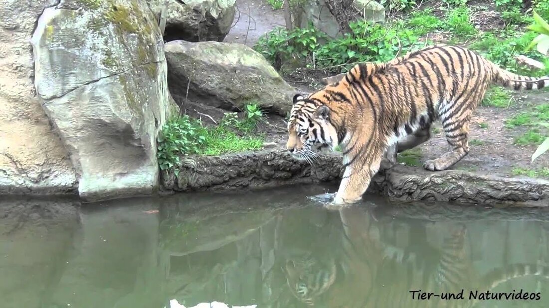 Eine kommerzielle oder kommerzielle Nutzung des Filmmaterials ist nur mit Zustimmung des Leipziger Zoos gestattet! Jede Verwendung dieses Videos ist verboten! Der Amur-Tiger Tomak ist sehr begeistert vom Schwimmen und Baden. (Im Gegensatz zu Amur-Tiger Rasputin aus Münster, der 2003 in Leipzig geboren wurde) Er lebt mit einer Tigerin in der Tiger-Taiga im Leipziger Zoo. Wie die meisten Tiger schlafen die beiden mittags. Sie werden erst gegen 15:30 Uhr aktiver. Tomak kann zu dieser Zeit oft beim Baden gesehen werden. Viel Spaß beim Zuschauen. Vorschläge und Kritik sind willkommen. Youtube-Link