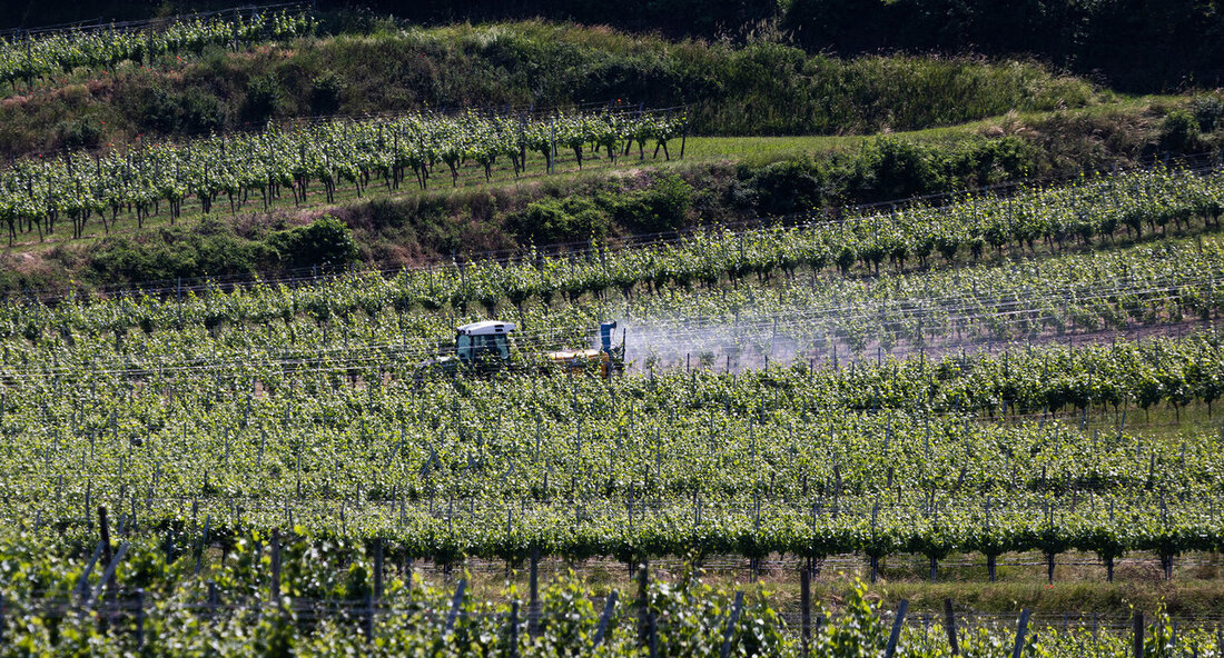 Die Landwirtschaft in Baden-Württemberg hat ihre Anstrengungen zur Reduzierung der Anwendung chemisch-synthetischer Pflanzenschutzmittel verstärkt und damit deutliche Erfolge erzielt, so der dritte Bericht zur Anwendung chemisch-synthetischer Pflanzenschutzmittel. Dieser Bericht unterstreicht das verantwortungsvolle Engagement der Bäuerinnen und Bauern in Bezug auf den Einsatz von Pflanzenschutzmitteln. Laut dem Minister für Ernährung, Ländlichen Raum und Verbraucherschutz, Peter Hauk, war im Jahr 2021 ein Rückgang der Anwendung von chemisch-synthetischen Pflanzenschutzmitteln um vier Prozent im Vergleich zur Baseline zu verzeichnen. Dieser Trend wurde auch durch Daten eines Marktforschungsunternehmens bestätigt. Ein wichtiger Bestandteil des Berichts war auch eine Risikobewertung durch das Julius-Kühn-Institut, die erste erfreuliche und …