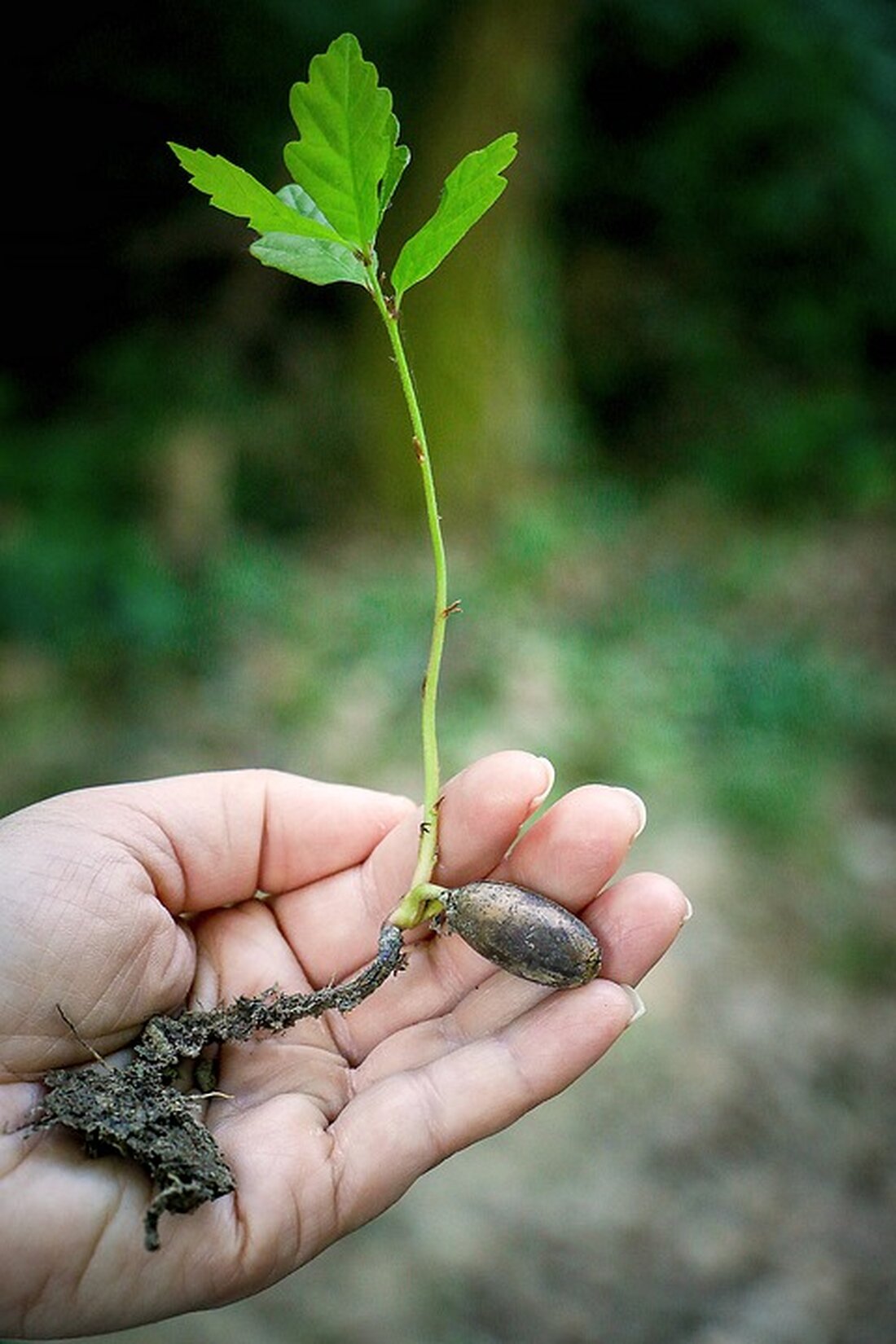 Die Kampagne „Baum sucht Grundstück zum Altwerden“ des Bezirksamts Charlottenburg-Wilmersdorf hat begonnen und läuft bis Sonntag, den 1. September 2024. In der Vergangenheit wurden im Bezirk 1144 Bäume auf Privatgrundstücken durch Baumaßnahmen oder aus Gründen der Verkehrssicherheit gefällt. Mit dieser Aktion soll der Bezirk grüner und schöner werden. Bezirksstadtrat Oliver Schruoffeneger betont die Bedeutung von Stadtbäumen für das Klima und die Artenvielfalt. Gerade in Zeiten von Hitzesommern sind Bäume wichtig, da sie Schutz vor der Sonne bieten und für kühlere Luft sorgen. Zudem sind Bäume Lebensraum und Nahrungsquelle für zahlreiche Tierarten. Interessierte Grundstückseigentümer:innen, Kitas, Wohnungseigentümergemeinschaften sowie Wohnungsbaugesellschaften und -genossenschaften können …