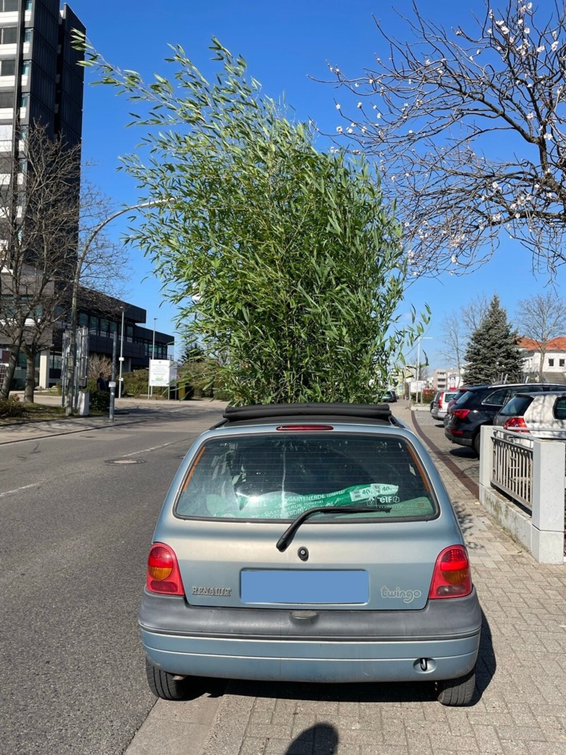 Eine Polizeikontrolle in Neustadt entdeckte einen Renault Twingo mit unsachgemäß transportiertem Bambus. Verwarngeld verhängt.