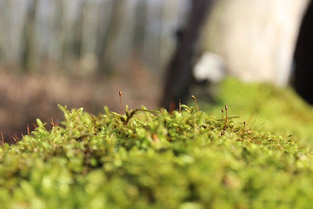 Der Bezirk Charlottenburg-Wilmersdorf startet im Juni 2024 die Kampagne „Baum sucht Grundstück zum Altwerden“, bei der zukünftige Baumpartner:innen einen oder mehrere Bäume erhalten können, die vom Umwelt- und Naturschutzamt finanziert werden. Im letzten Jahr gingen allein in diesem Bezirk auf Privatgrundstücken 1144 Bäume durch Baumaßnahmen oder aus Gründen der Verkehrssicherheit verloren. Die Aktion zielt darauf ab, den Bezirk grüner und schöner zu gestalten, indem Grundstückseigentümer:innen dazu ermutigt werden, sich an der Aktion zu beteiligen. Bezirksstadtrat Oliver Schruoffenegger betont die wichtige Rolle, die Stadtbäume für das Stadtklima und die Artenvielfalt spielen. Bäume bieten nicht nur Schutz vor der Sonne und spenden …
