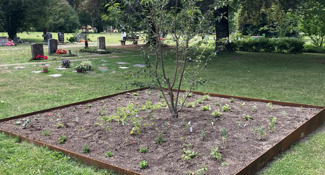 Umweltstaatssekretär Andre Baumann besuchte das Modellprojekt „Insektenfreundlicher Friedhof“ in Stuttgart-Bad Cannstatt. Das beispielhafte Projekt soll künftig mehr Lebensräume für Pflanzen und Tiere auf den Friedhöfen des Landes schaffen. Auf den Friedhöfen des Landes finden künftig Bienen, Schmetterlinge und einheimische Pflanzen neue Lebensräume: Die BUND Baden-Württemberg engagiert sich seit 2021 in einem Pilotprojekt zum Schutz von Insekten auf ausgewählten Friedhöfen in Baden-Württemberg. Das Projekt „Insektenfreundlicher Friedhof – Artenschutz durch natürliche Pflege am Beispiel Wildbienen und Tagfalter“ zeigt auf dem Hauptfriedhof in Stuttgart, dem Friedhof in Handschuhsheim in Heidelberg, dem Waldfriedhof in Singen (Hohentwiel) und dem Stadtfriedhof in Biberach an der Riß, …