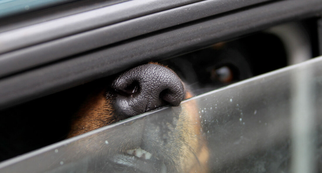 Der Minister für Ernährung, ländlichen Raum und Verbraucherschutz, Peter Hauk, appelliert an Hundebesitzer, Hunde bei den aktuell sehr hohen Temperaturen nicht allein im Auto zu lassen. Ausflüge und Pausen sollten im Voraus geplant werden. „Viele Hundebesitzer nehmen ihren Hund im Auto mit. Bei den aktuell hohen Temperaturen kann sich im geparkten Fahrzeug schnell ein gefährlicher Hitzestau aufbauen, auch wenn das Auto vermeintlich sicher im Schatten steht. Ich appelliere daher an die Hundebesitzer, im Moment keine Hunde allein im Auto zu lassen“, so die Ministerin für Ernährung, ländlichen Raum und Verbraucherschutz. Peter Hauk. Reisen mit Haustieren sollten im Voraus geplant werden. …