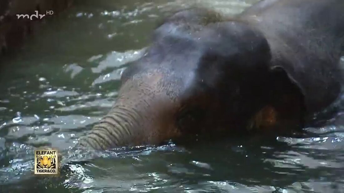 Die Berliner Elefanten sind im Leipziger Zoo „angekommen“ und genießen das Bad. Denny Lohse und Holger Wust bereiten die Herde darauf vor, sie mit ihren Leipziger Artgenossen zu sozialisieren. Der Leipziger Bulle Voi Nam wird auch für das Treffen „hübsch“ gemacht: Fußpflege an der Spitze der Herde … https://www.mdr.de/elefanttigerundco/index.html https://www.facebook.com / elefanttigerundco. Youtube-Link