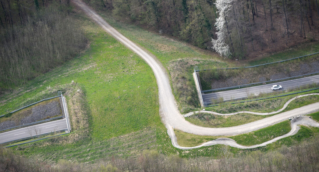 Staatssekretärin Elke Zimmer wirbt bei ihrer Sommertour für eine grüne Infrastruktur. Durch eine bessere Wiedervernetzung soll der Artenschutz gestärkt werden. Menschen wollen mobil sein, doch für Tiere und Pflanzen sind unsere Verkehrswege oft unüberwindbare Hindernisse. Ihre Lebensräume verinseln und werden zu klein. Wanderbewegungen und genetischer Austausch zwischen Teilpopulationen sind kaum mehr möglich. Verkehrsstaatssekretärin Elke Zimmer wirbt bei ihrer Sommertour für eine stärkere Wiedervernetzung als Mittel des Artenschutzes. Die Staatssekretärin besuchte im Rahmen ihrer Sommertour am 2. August 2022 zwei Knotenpunkte im Netz der grünen Infrastruktur: die Grünbrücke „Hörnleswald“ an der Bundesstraße (B) 464 bei Böblingen und das Wechselkröten-Laichgewässer an der …