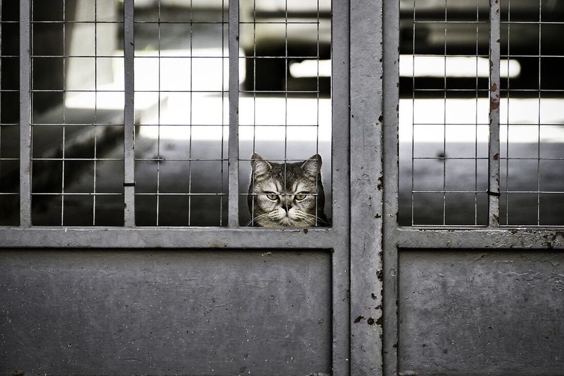 Kommentar Bestechlichkeit in Waldheim erschüttert das Vertrauen in den Rechtsstaat Ihre Nähe zu Kriminellen kann JVA-Bedienstete auf sehr schmale Grate führen und illegale Dinge tun lassen. Das kann das Vertrauen in den Rechtsstaat erschüttern, findet Dirk Wurzel in diesem Kommentar. Waldheim. Wie konnte der nur? Es gibt Gefangene in der JVA Waldheim, die schütteln den Kopf vor Unverständnis über JVA-Bedienstete, die für die Gefangenen Drogen und Mobiltelefone einschmuggeln. Auch wenn es nicht viele sein dürften, zeigt das doch, dass ein solches kriminelles Verhalten von Staatsbediensteten selbst das Rechtsverständnis derer erschüttert, die geltendes Recht gebrochen haben, die straffällig geworden sind. Das …