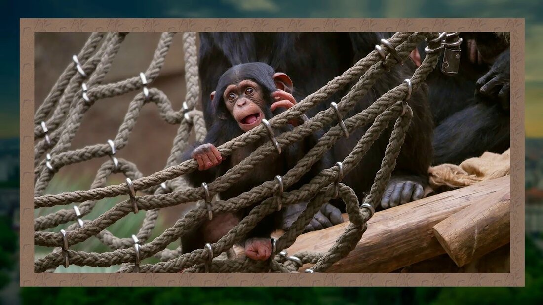 eine Diashow aus dem Leipziger Zoo. Youtube-Link