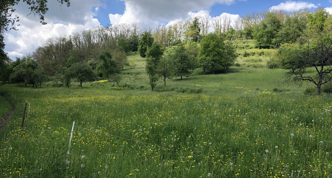 Finanzstaatssekretärin Gisela Splett und Umweltstaatssekretär Andre Baumann besuchten das Natur- und Landschaftsschutzgebiet in Mühlhausen im Kraichgau. Hier bewahrt das Land wertvolle, landschaftstypische und artenreiche Lebensräume. Finanzstaatssekretärin Gisela Splett und Umweltstaatssekretär Andre Baumann eröffneten das Natur- und Landschaftsschutzgebiet am 29. April 2022 Gräbenwiesen, Spechbach, Weidichberg und Birkenwald in Mühlhausen im Kraichgau. In diesem Bereich sind große naturschutzfachlich wichtige Flächen in den letzten Jahren durch Flurbereinigungsverfahren in Staatseigentum übergegangen. Finanzminister Gisela Splett sagte: „Dem Land wurden 47 Hektar Land zugeteilt. Auf diese Weise konnten weitere Flächen für den Naturschutz gesichert werden. Das Natur- und Landschaftsschutzgebiet ‚Gräbenwiesen, Spechbach, Weidichberg und Birkenwald‘ bietet vielen …